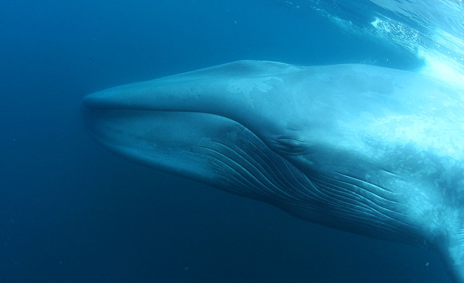 Blue Whale & Co. - il complesso mondo dei social